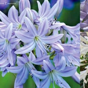 Agapanthus Alchemy