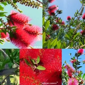 Argentine Bottlebrush Essence Blend