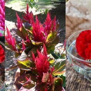 Argentine Celosia Plumosa & Brain Flower Essence Blend