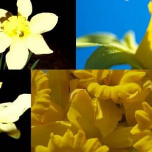 Daffodils blend