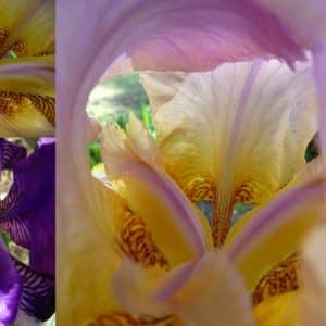 Irises trinity blend