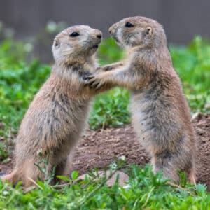 Prairie dog