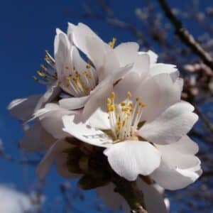 Almond Blossom