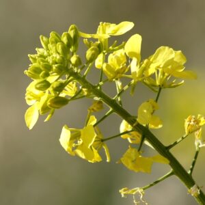 wild mustard flower