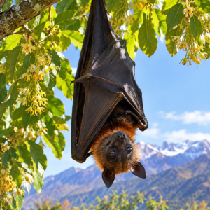 Bat essence